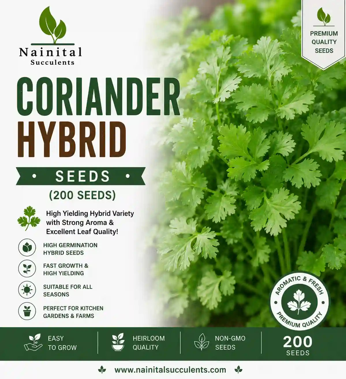 CORIANDER HYBRID SEEDS (200 seeds)