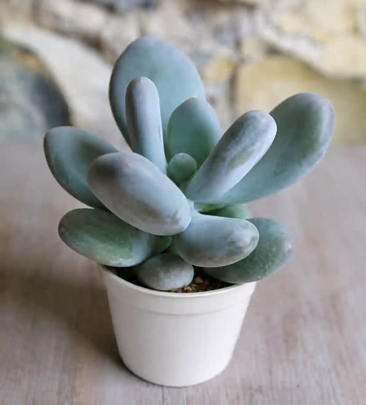MOONSTONE