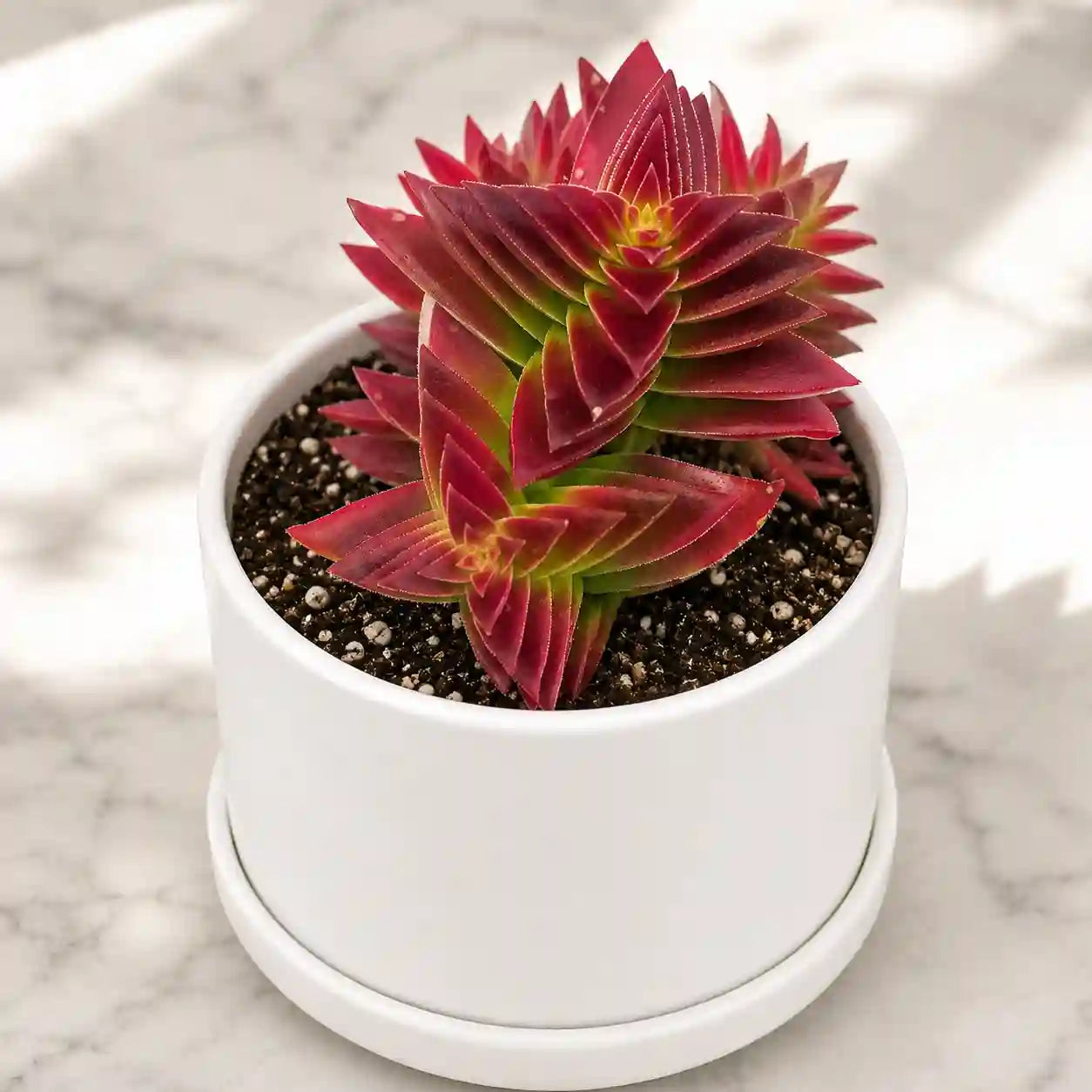 Crassula Thyrsiflora