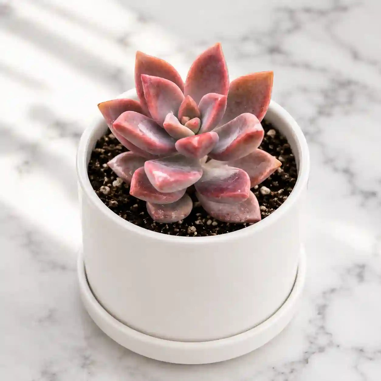 Chocolate sedum