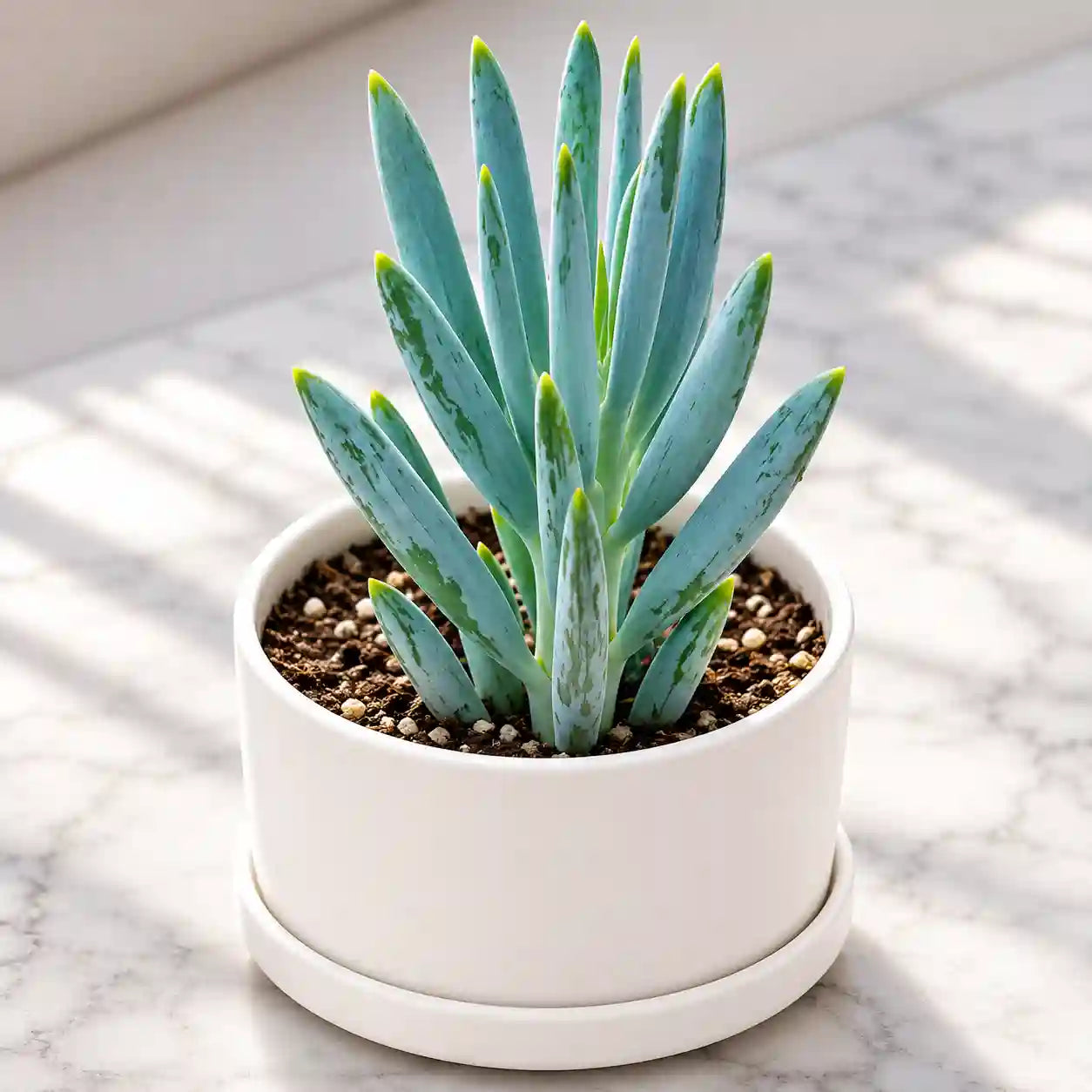 LONG BLUE CHALKSTICKS