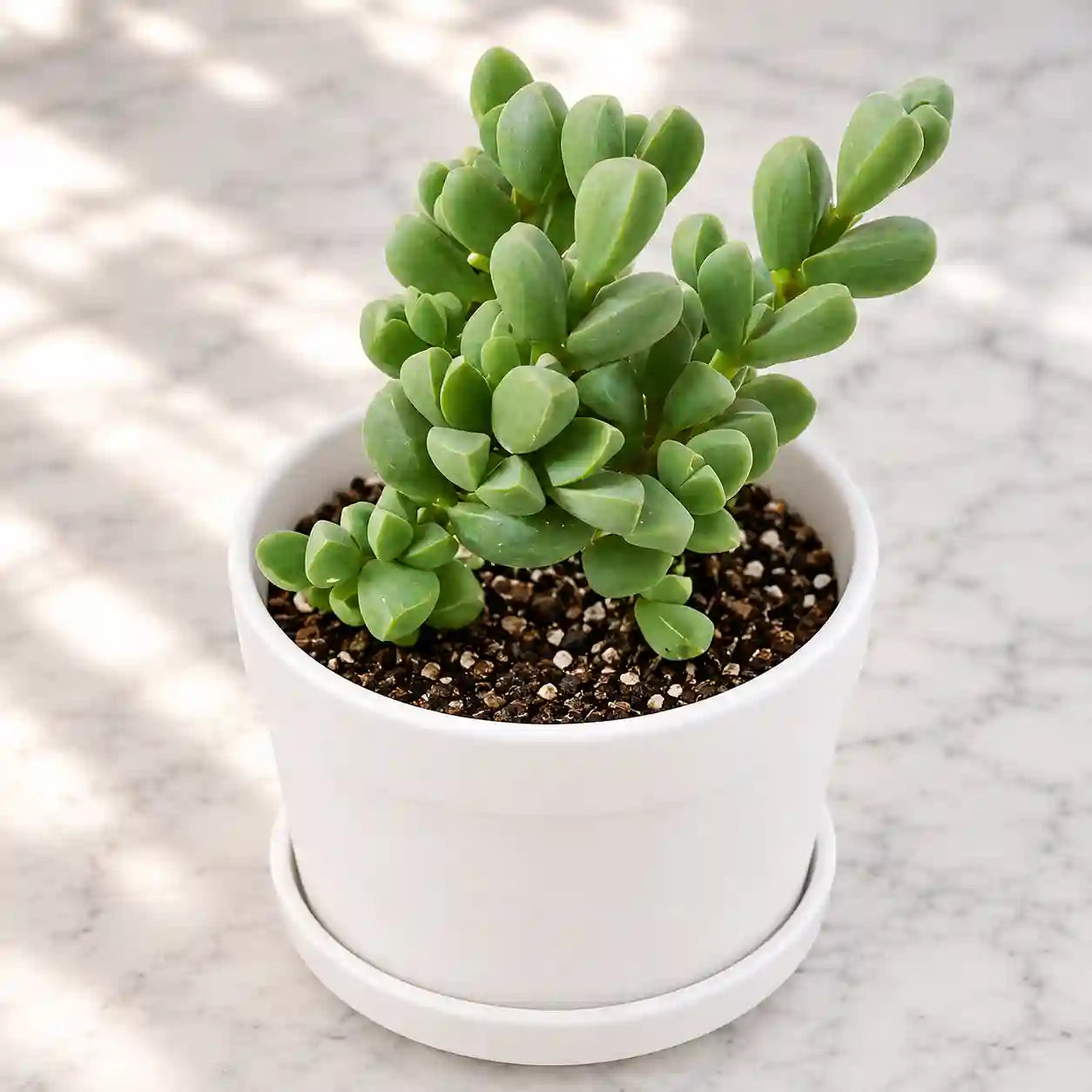 Corpuscularia lehmannii