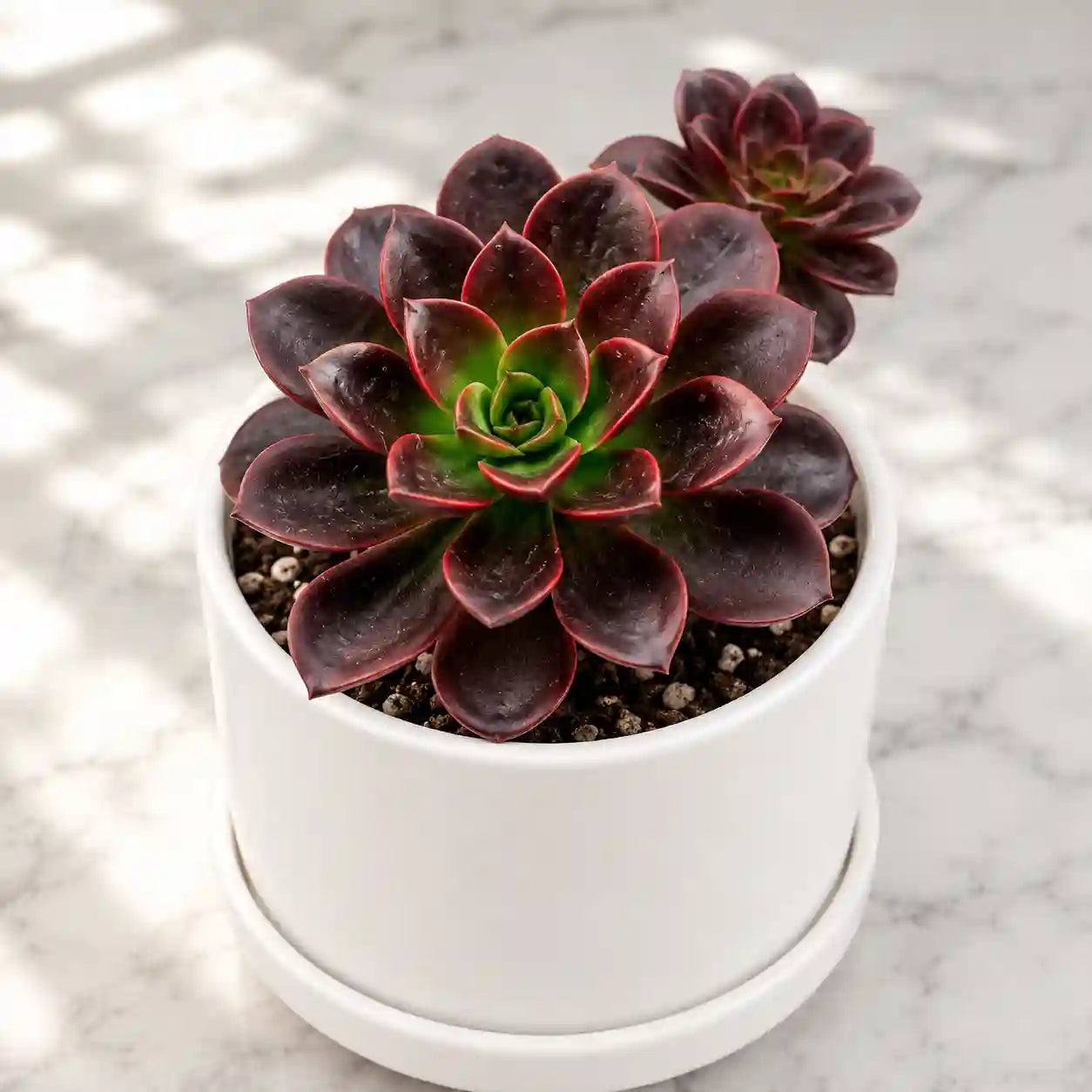 Echeveria melaco