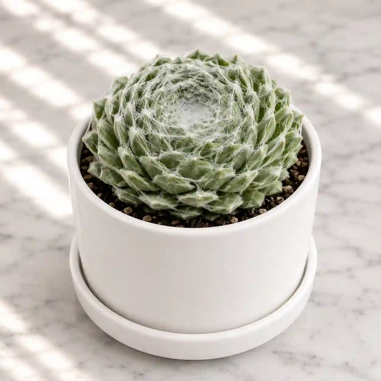 Cobweb Succulents