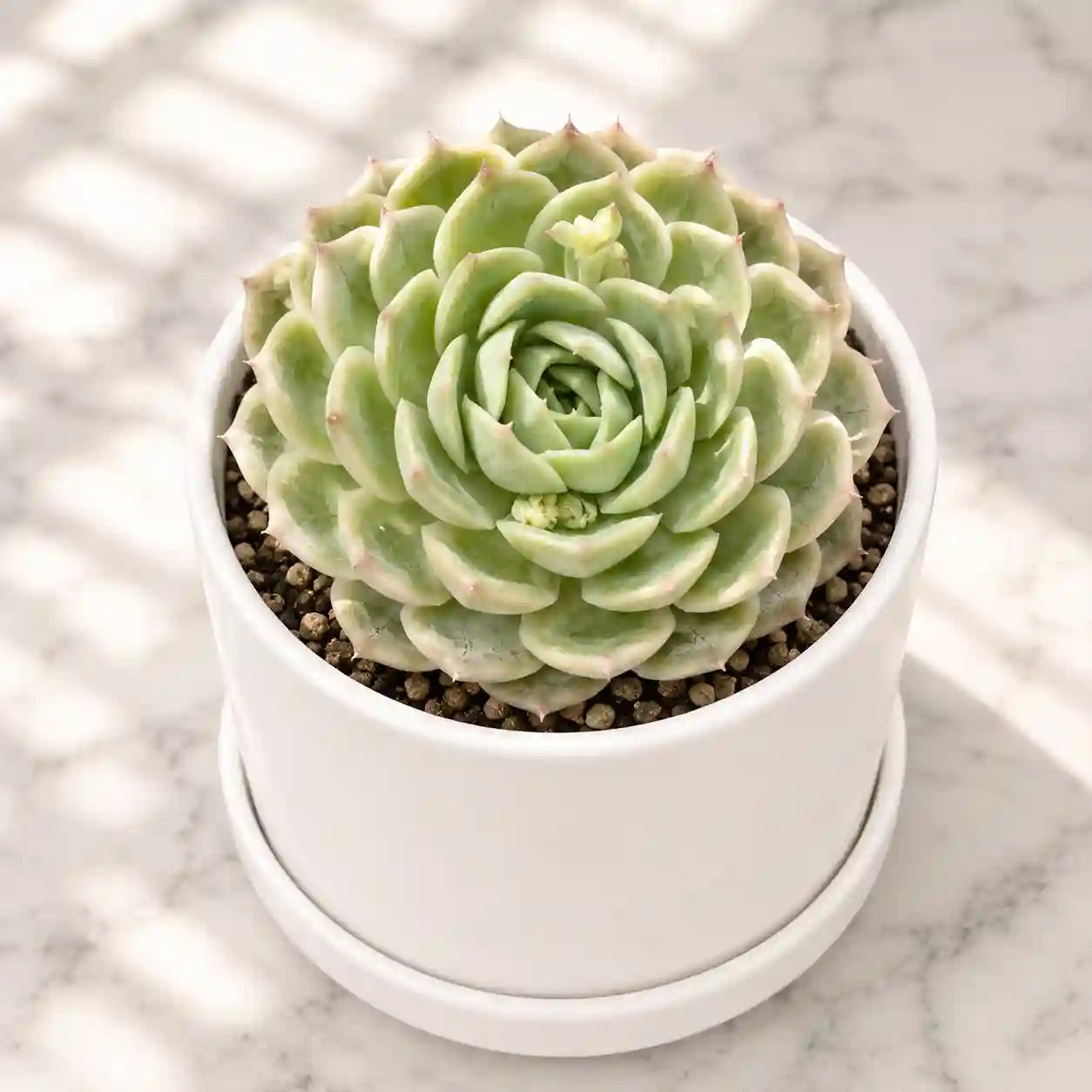 Echeveria on slow