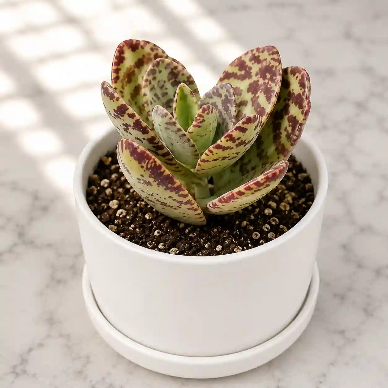 Kalanchoe humilis