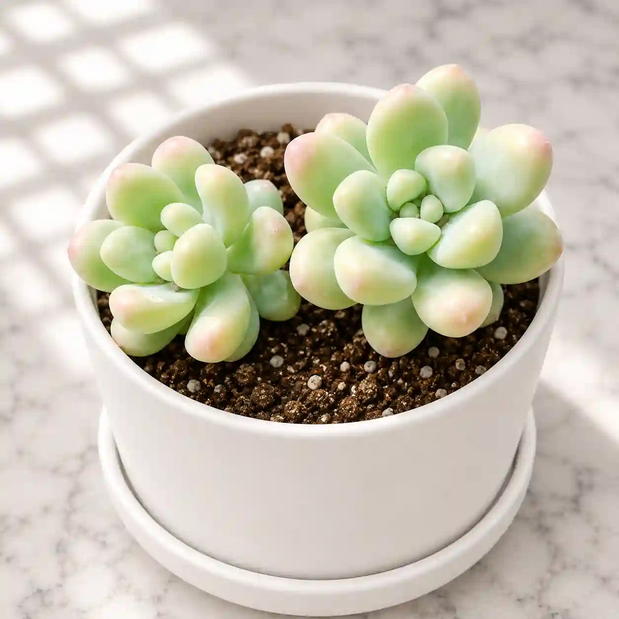 Graptosedum calavatum