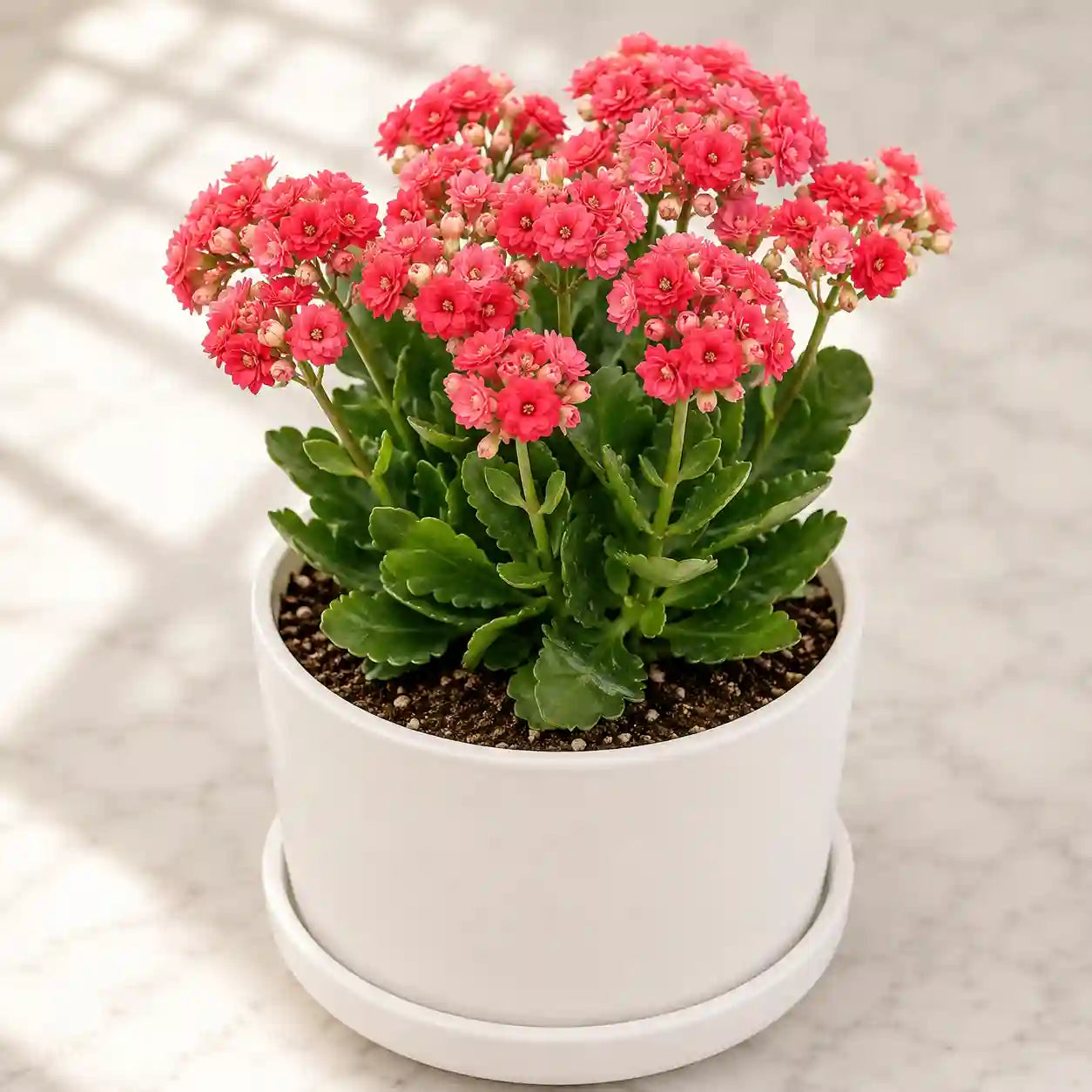 Red Flower Kalanchoe