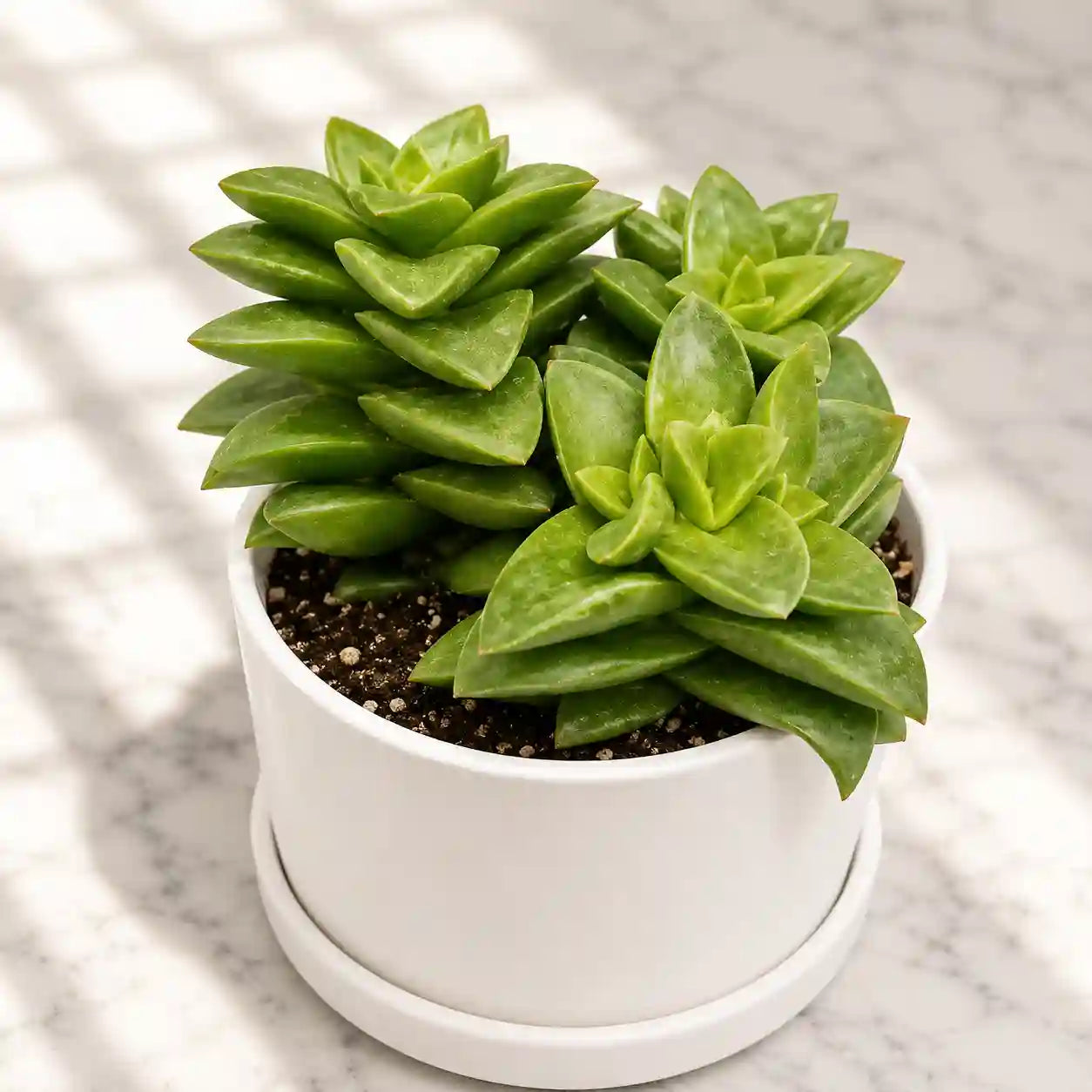 Crassula 'Springtime'