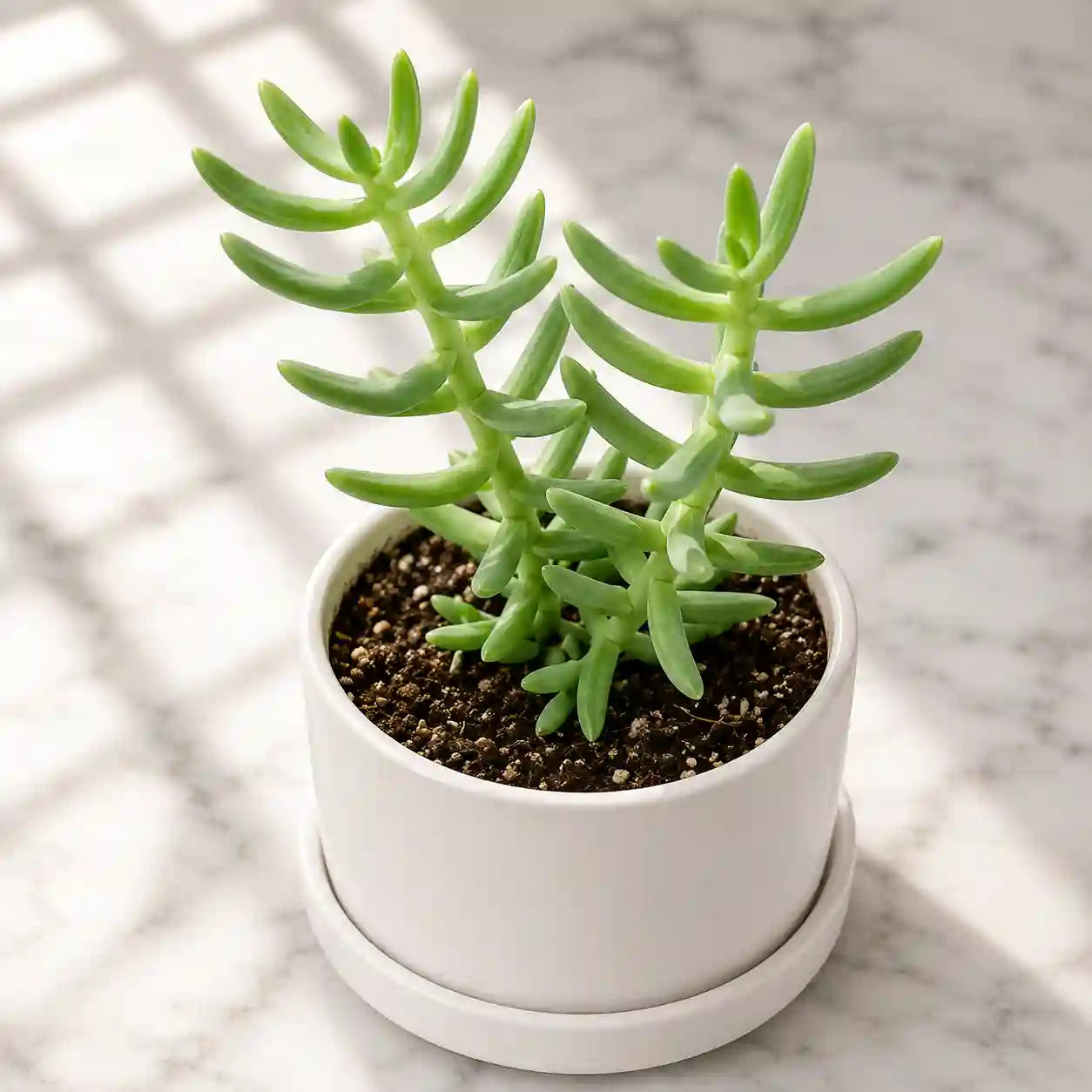 Crassula tetragona
