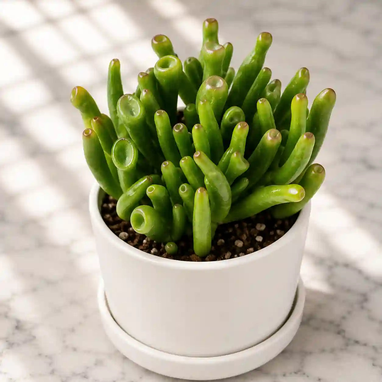 Crassula ovata 'Gollum'