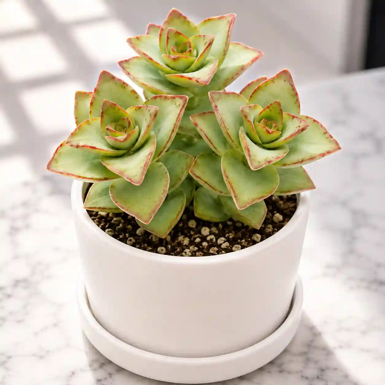 Crassula perforata