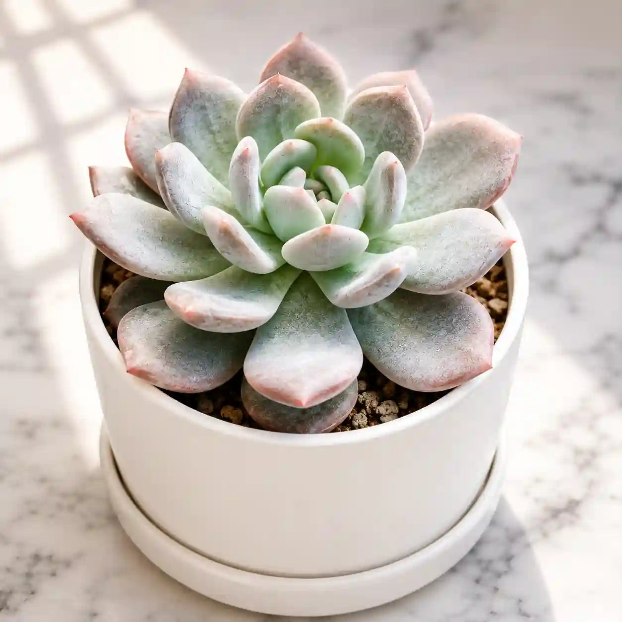 Echeveria elegans hybrid