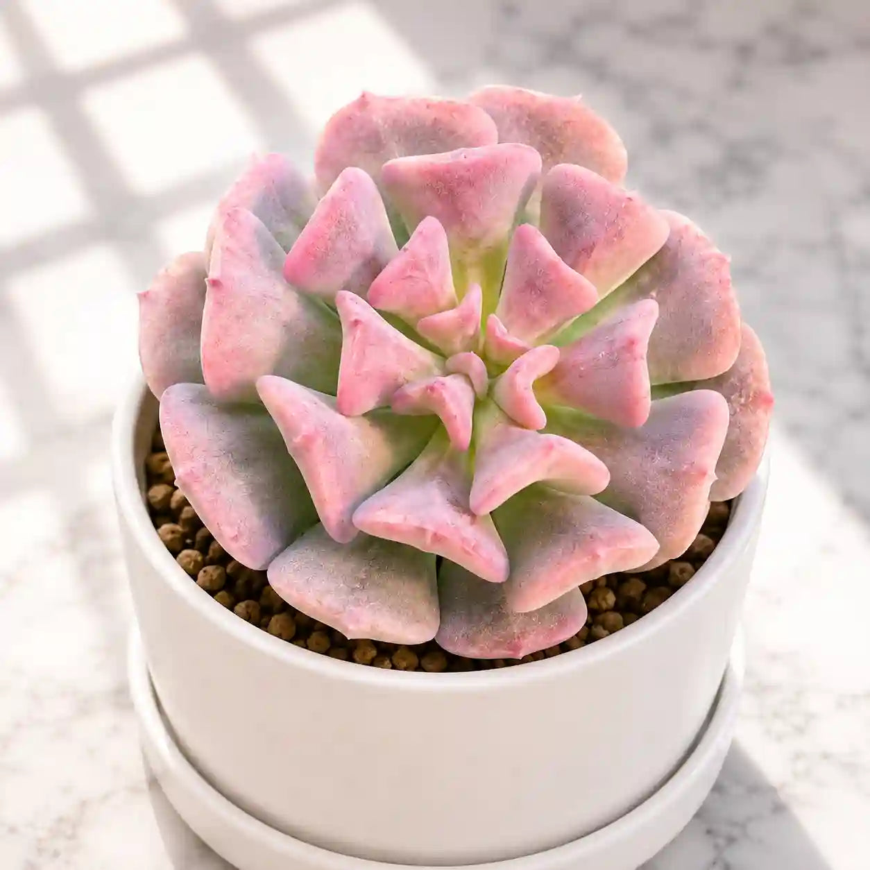 ECHIEVERIA CUBIC FROST