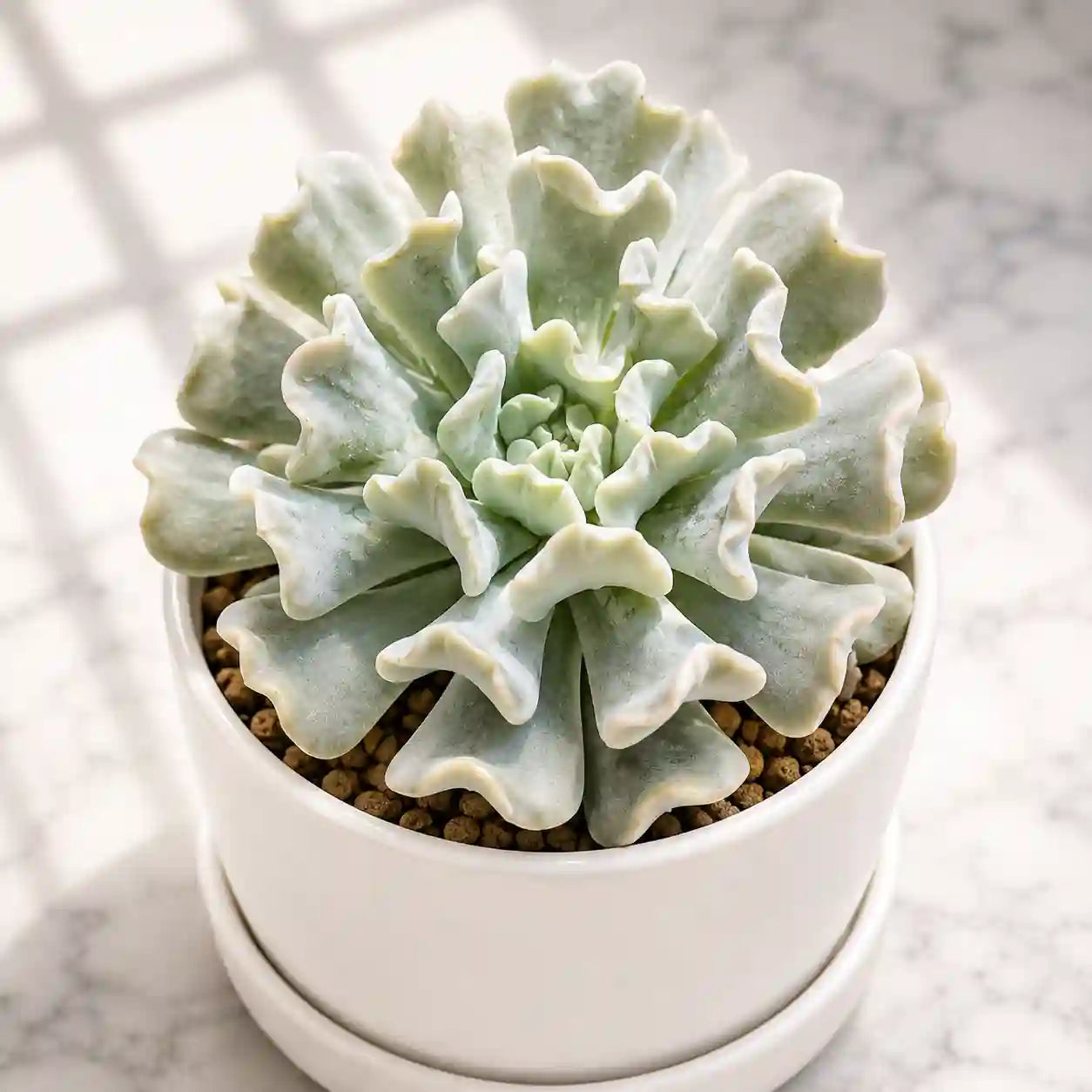 Echeveria Runyonii