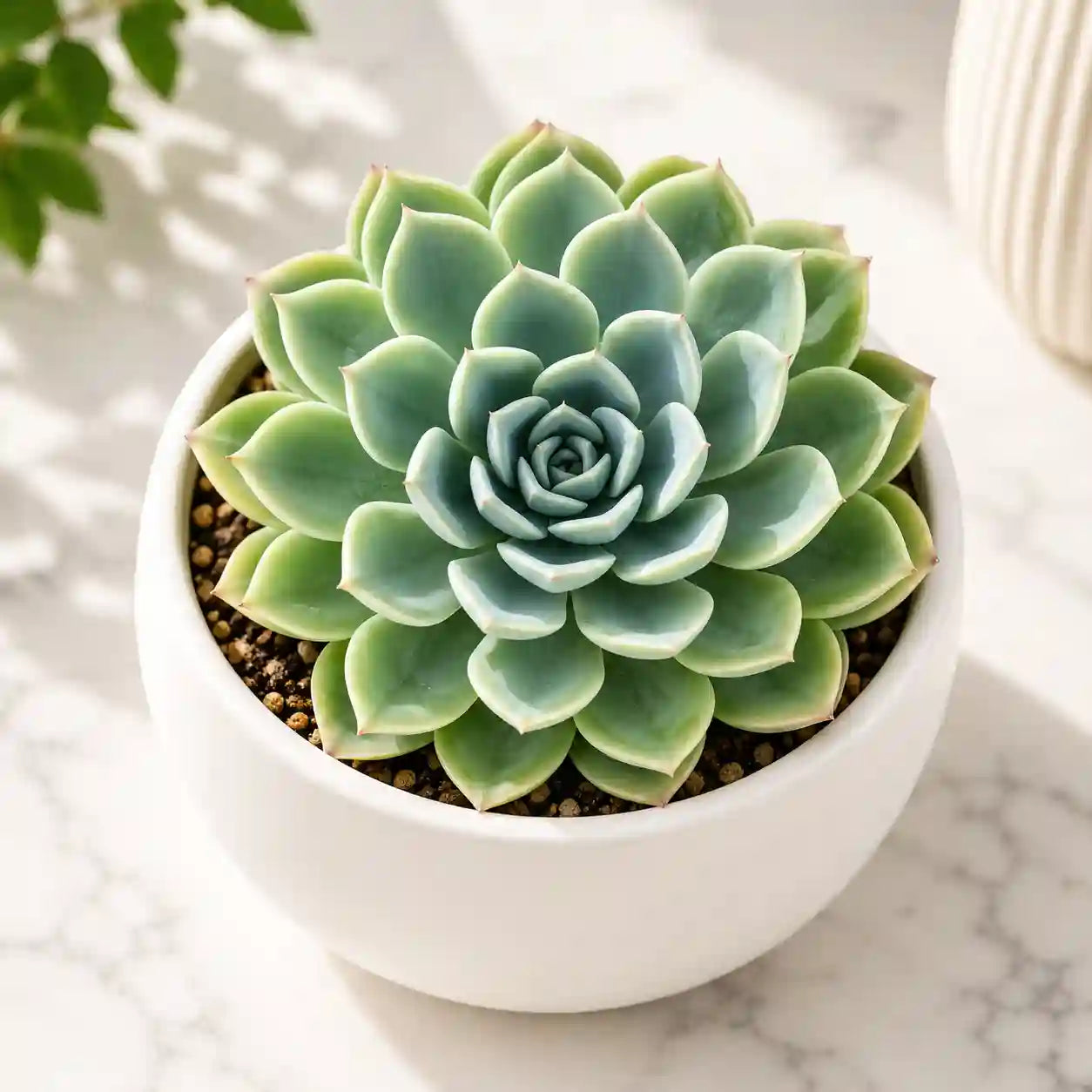 Echieveria Panzy