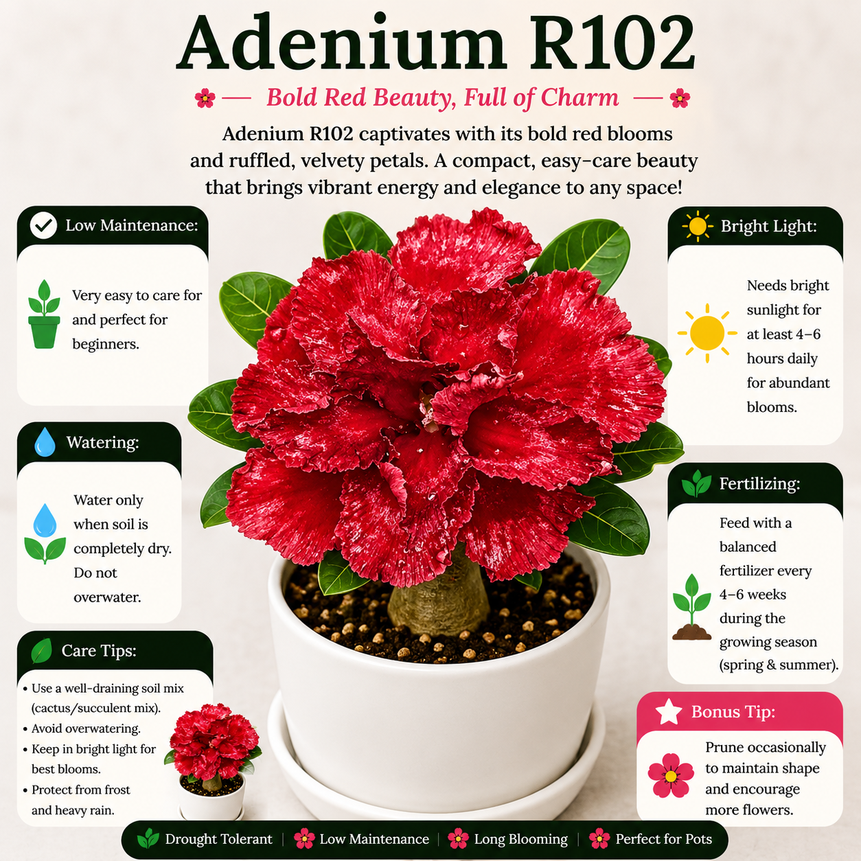 Adenium R102