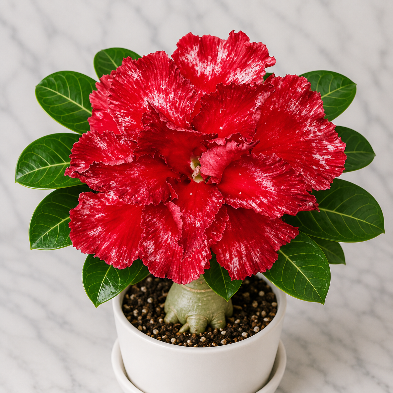 Adenium R102
