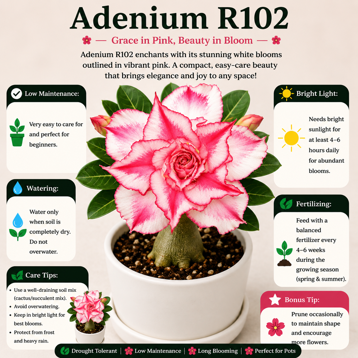 Adenium R100