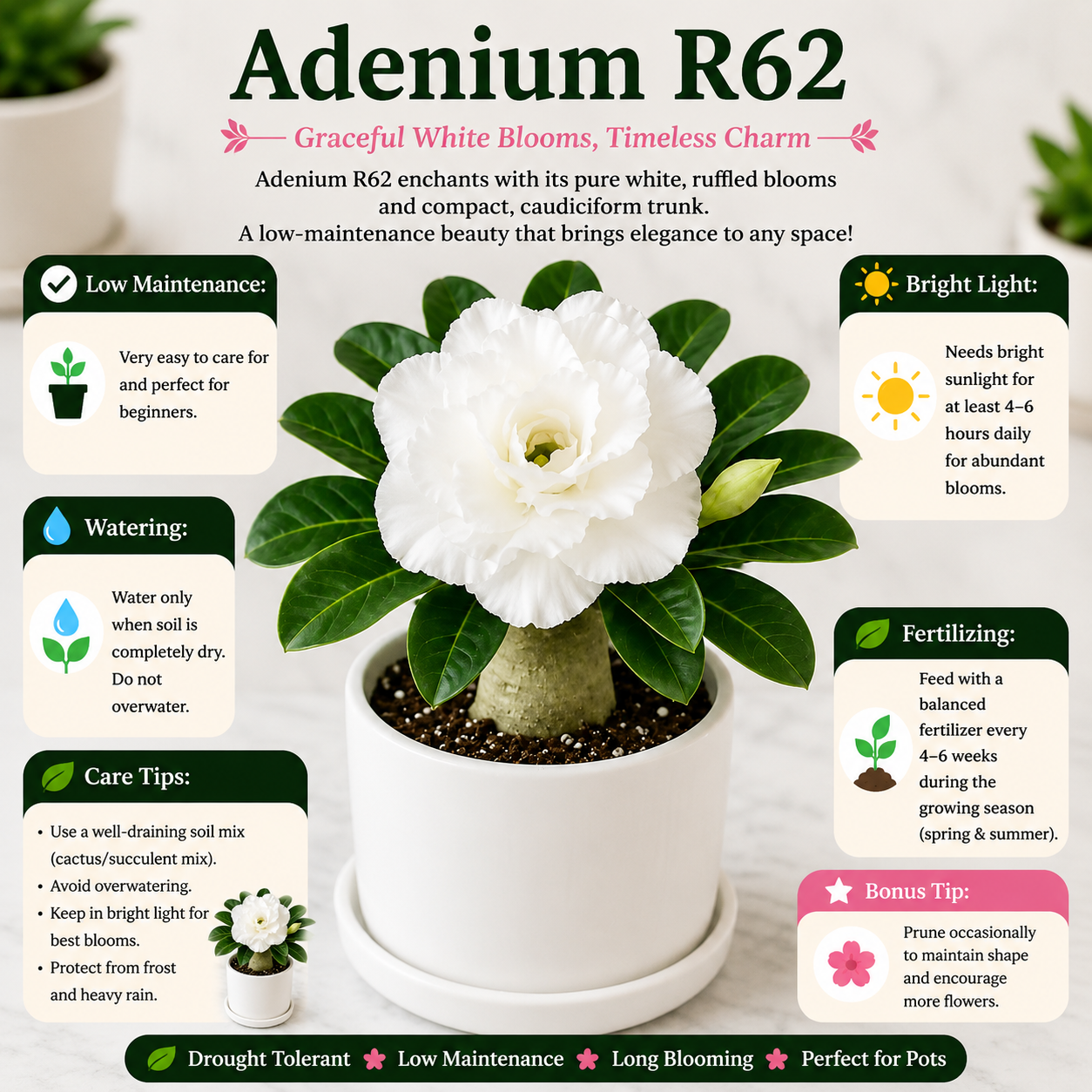 Adenium R62