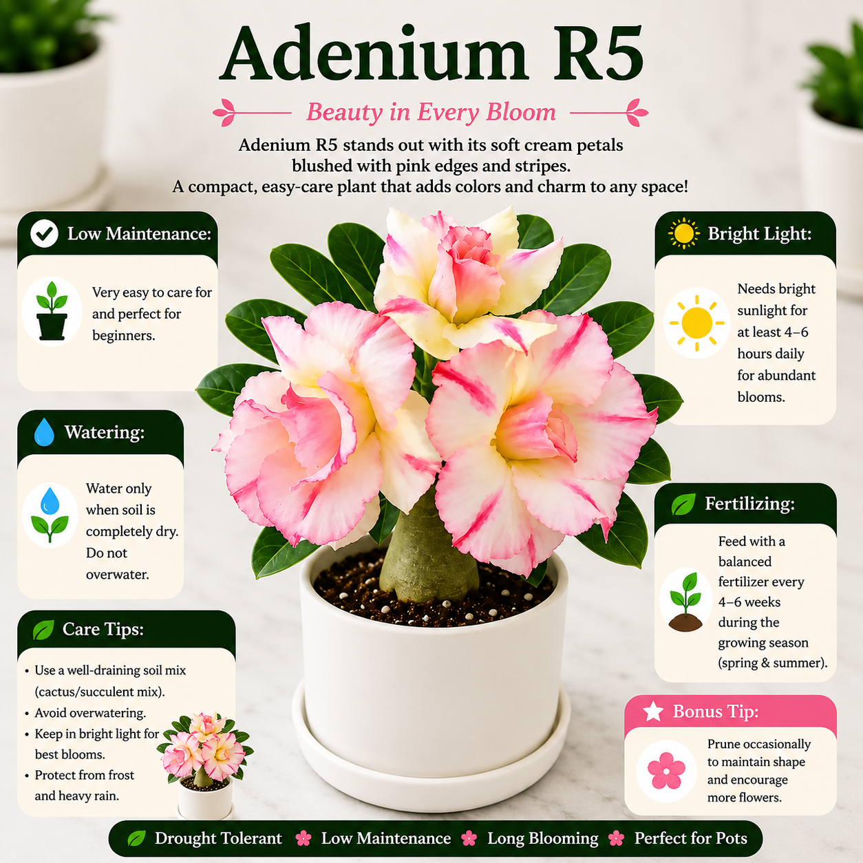 Adenium R5