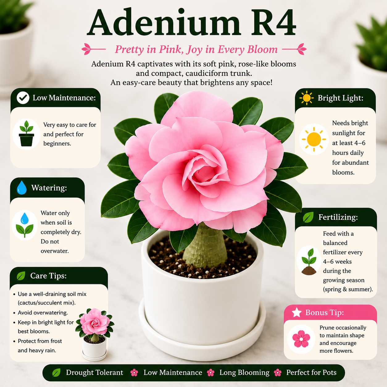 Adenium R4