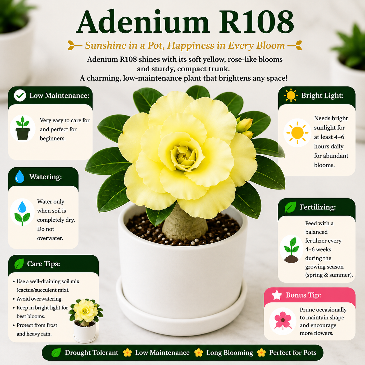 Adenium R108
