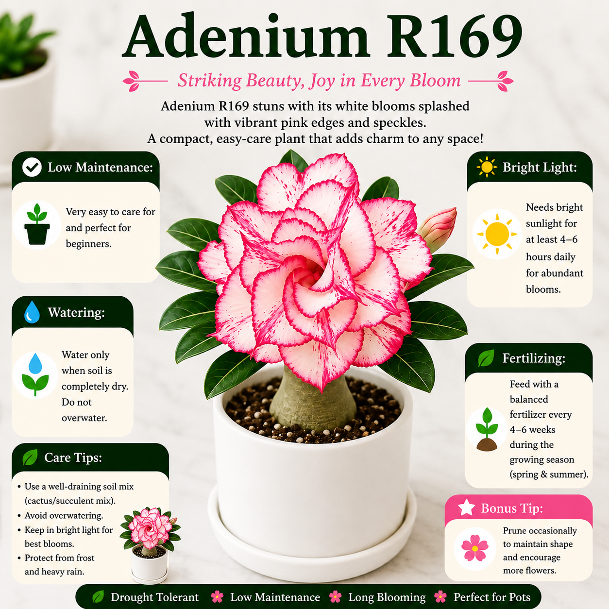 Adenium R169