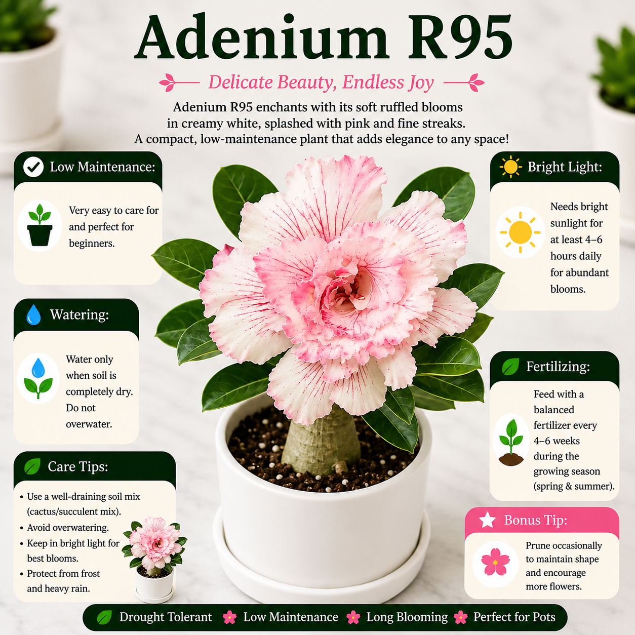 Adenium R95