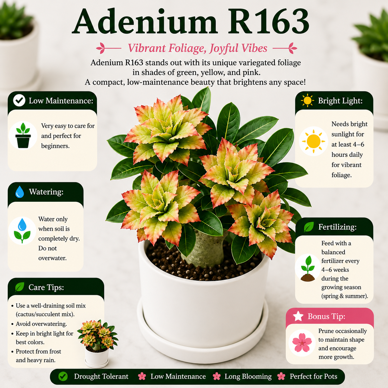 Adenium R163
