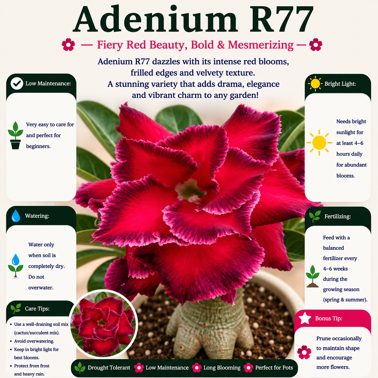 Adenium R77