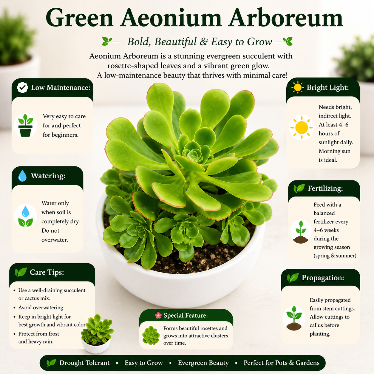 GREEN AEONIUM ARBOREUM