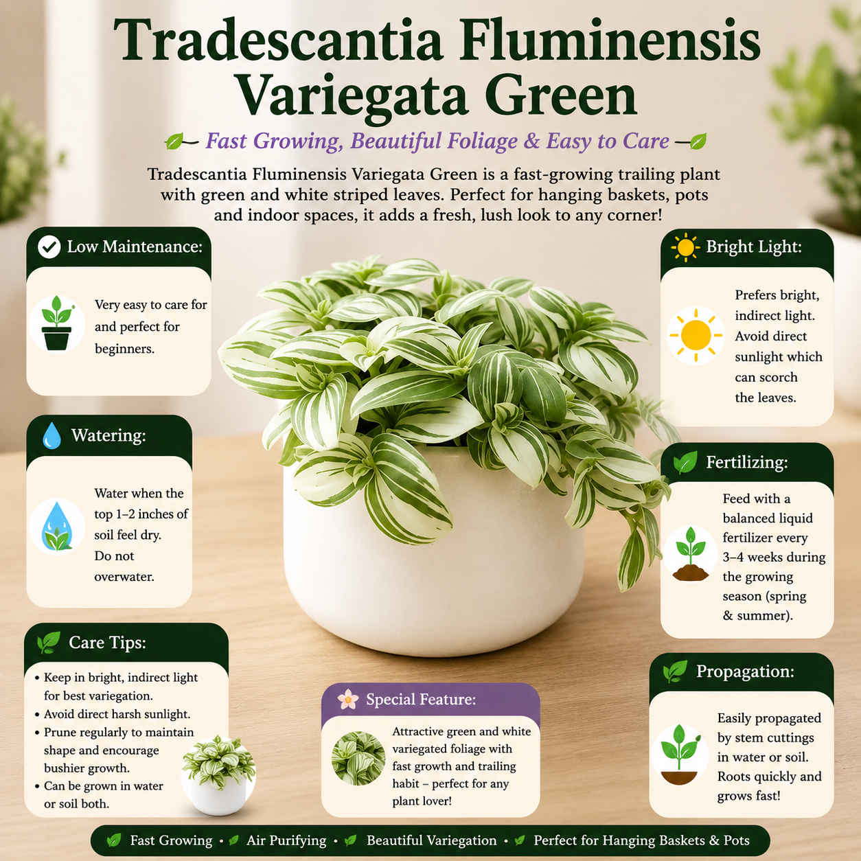 Tradescantia Fluminensis Variegata Green
