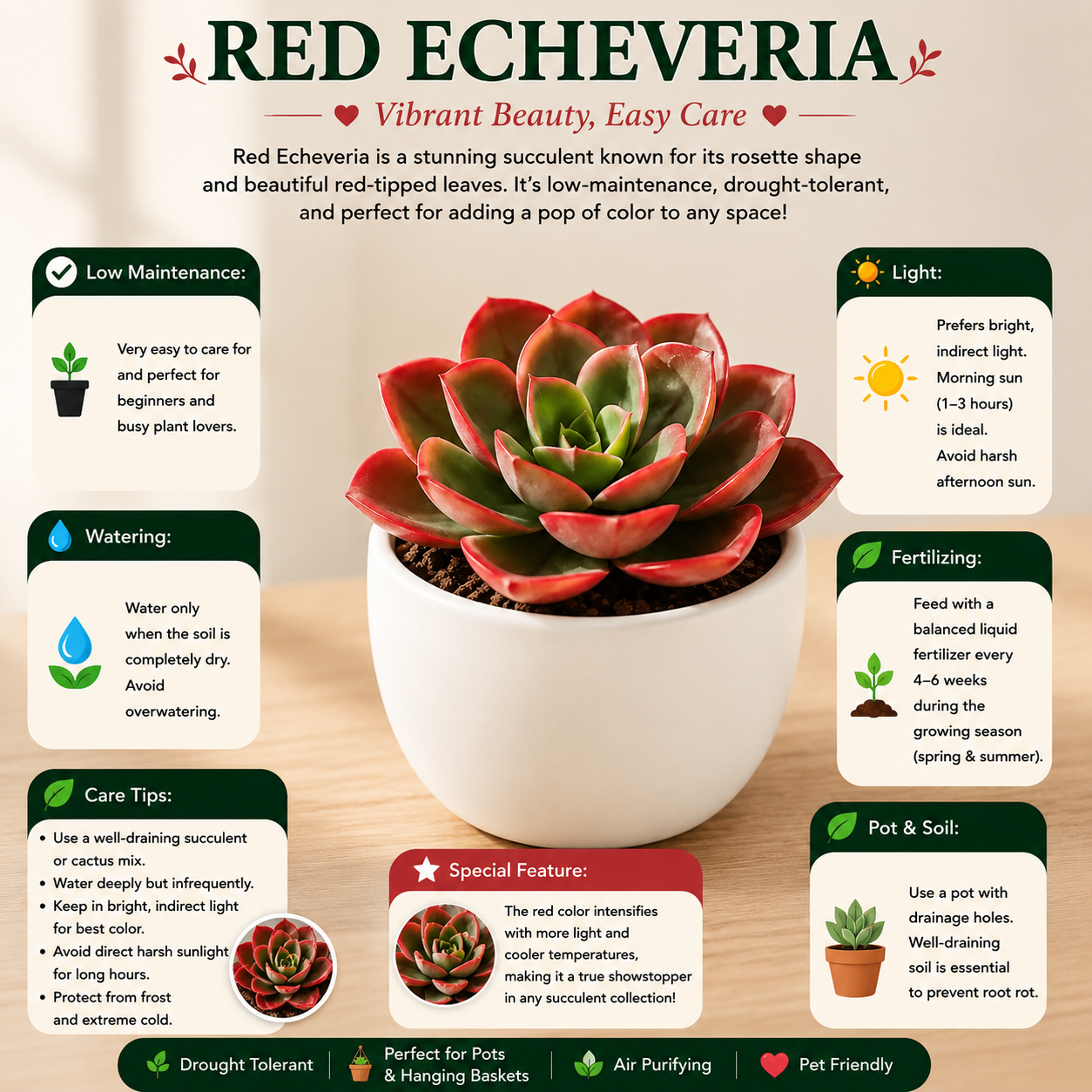 Red Echeveria