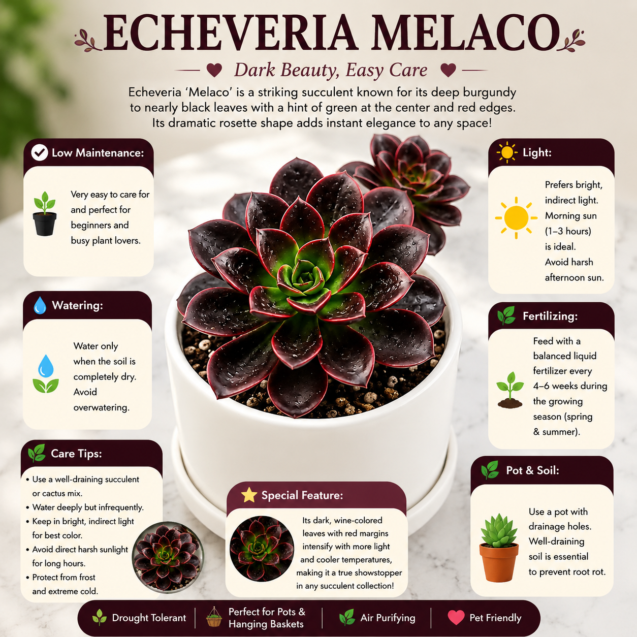 Echeveria melaco