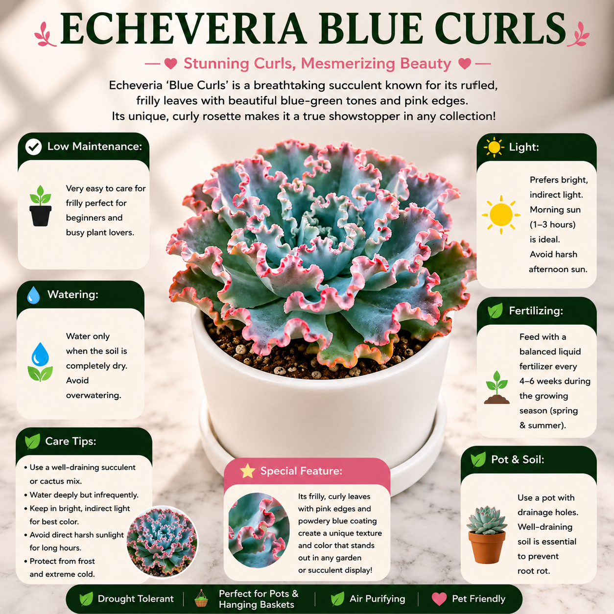 Echeveria Blue Curls