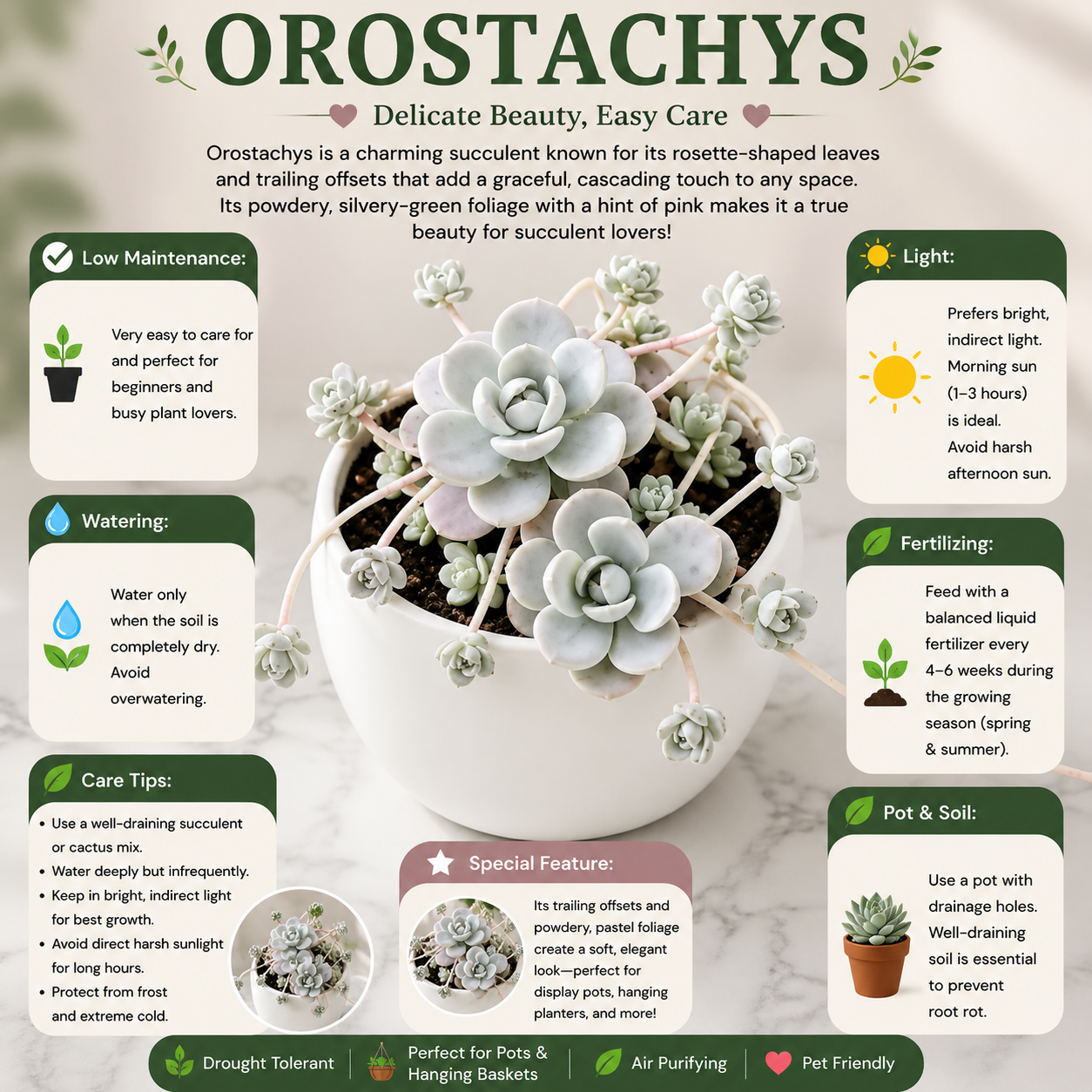 Orostachys