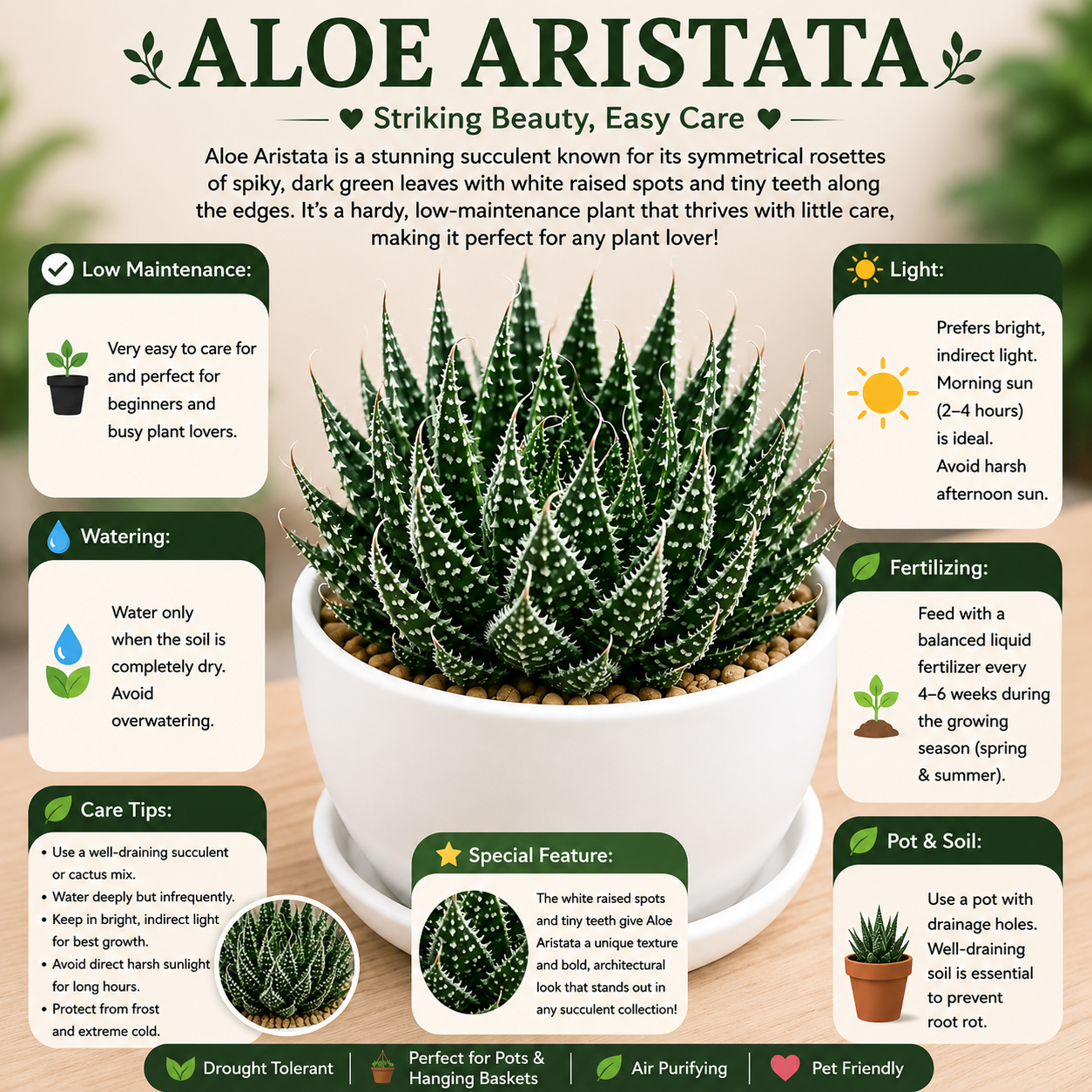 Aloe Aristata