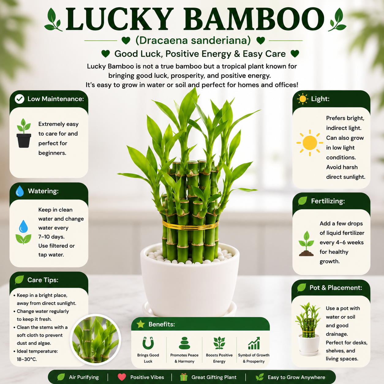 Lucky Bamboo (Dracaena sanderiana)