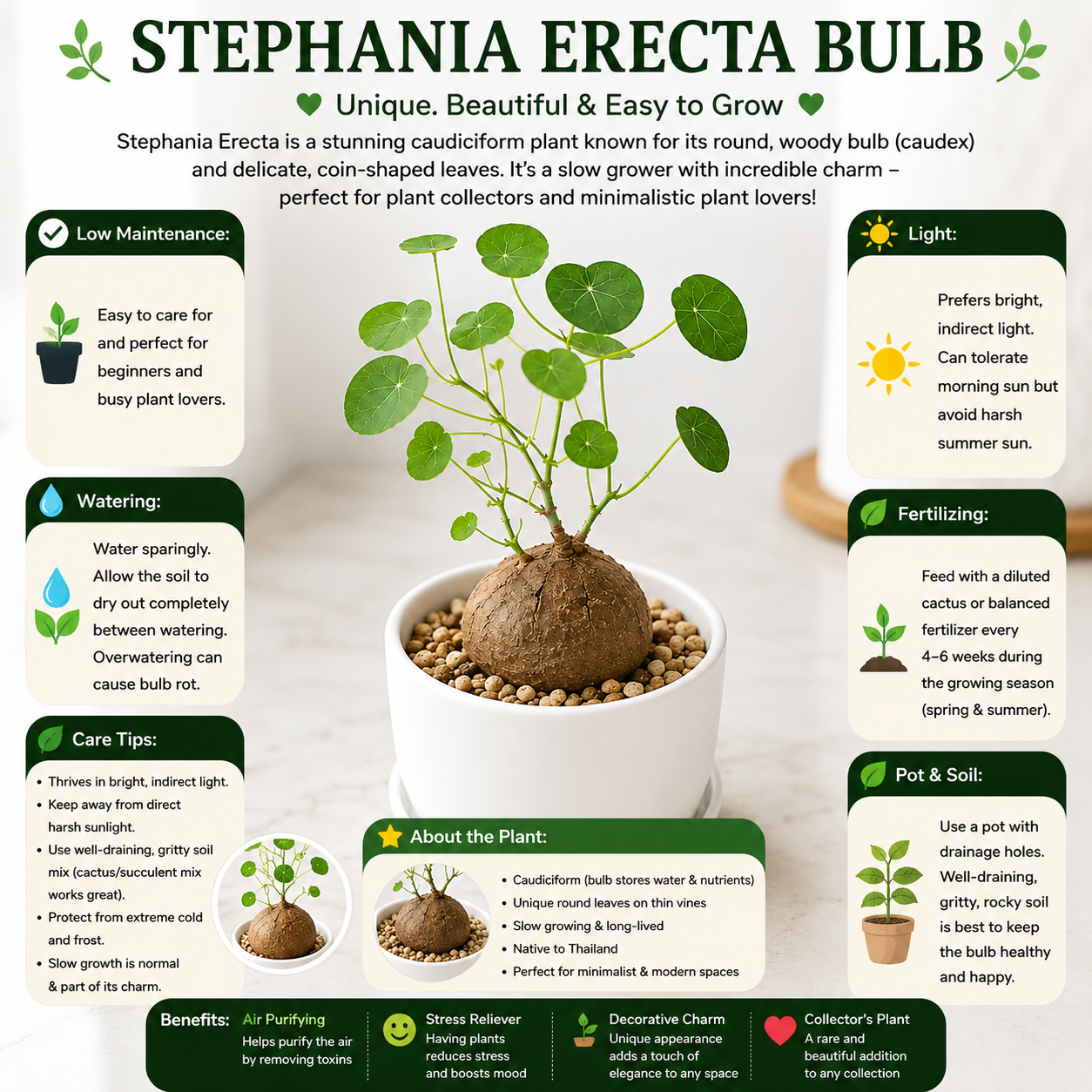 Stephania Erecta Bulb