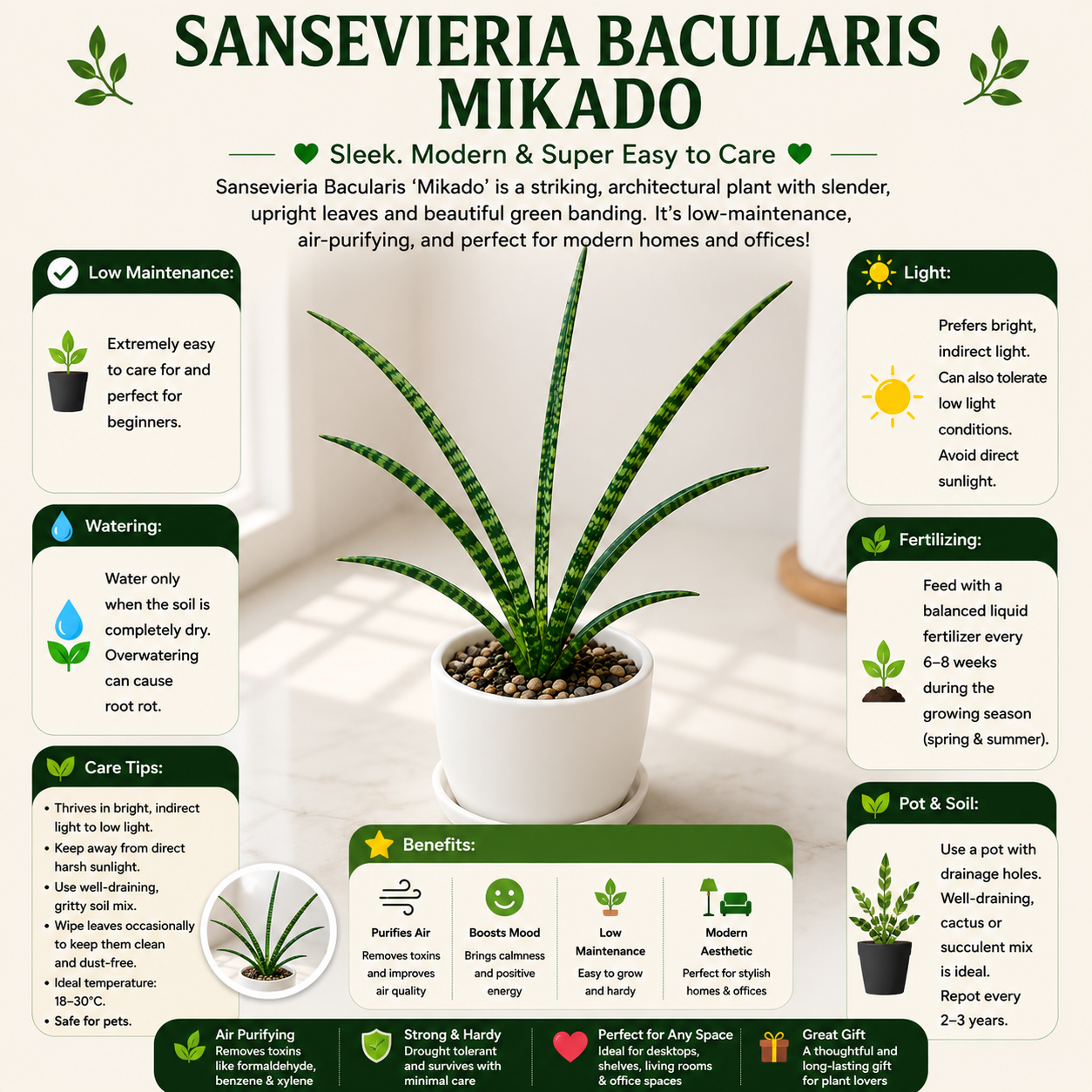 Sanseveria Bacularis Mikado