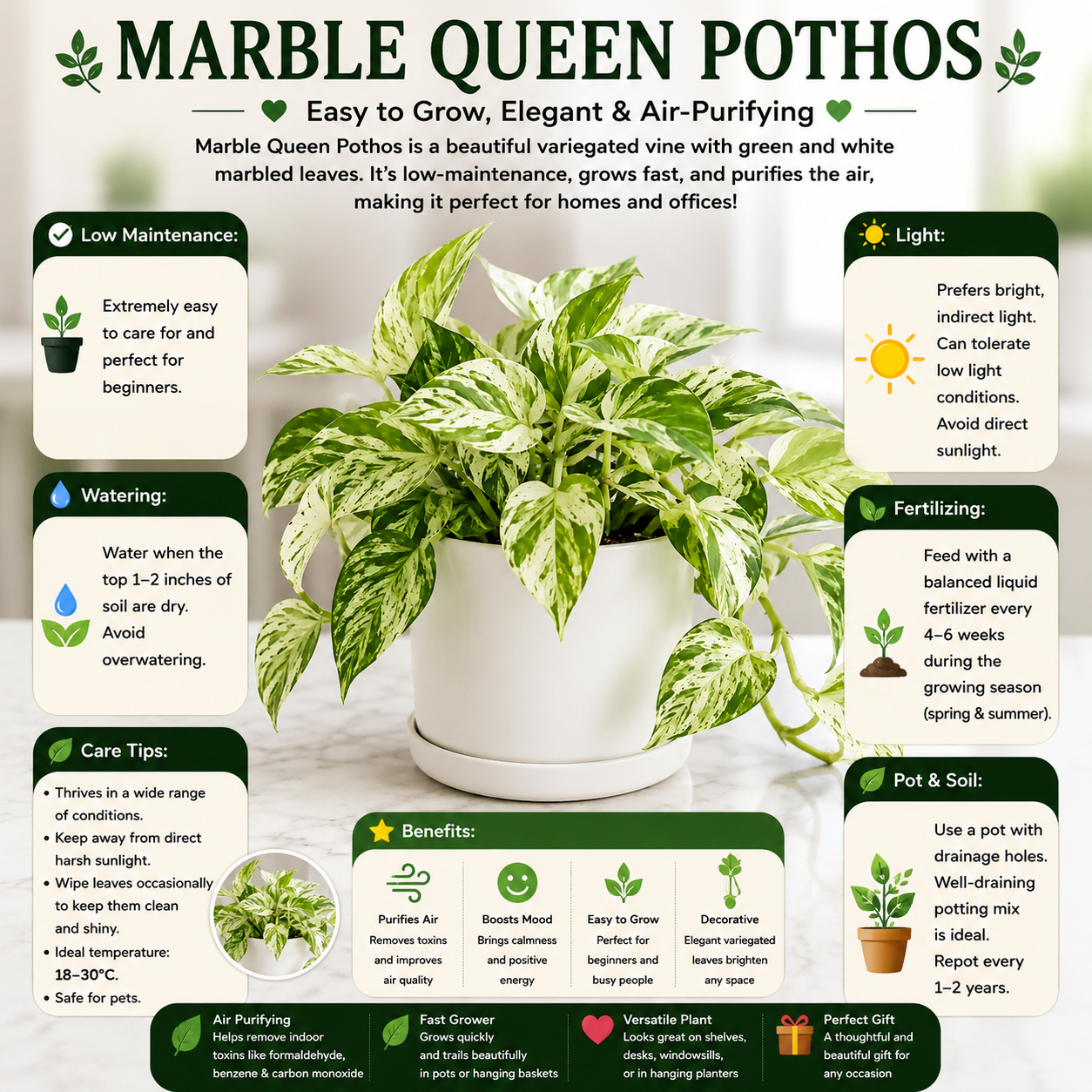 Marble Queen Pothos