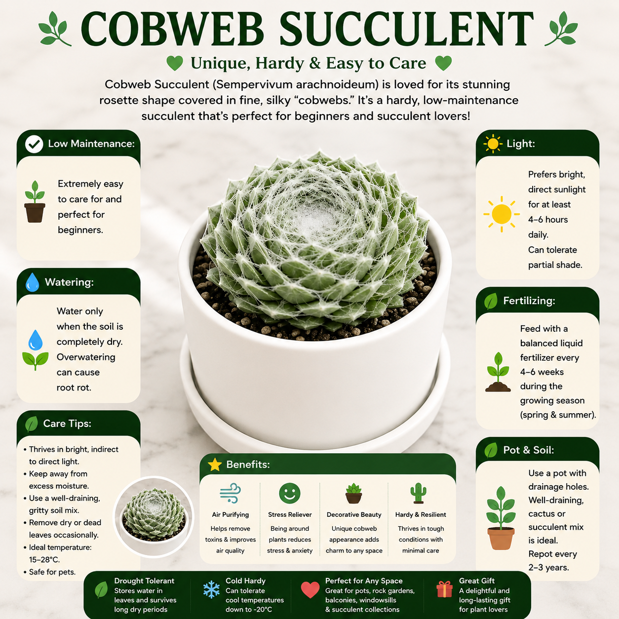 Cobweb Succulents