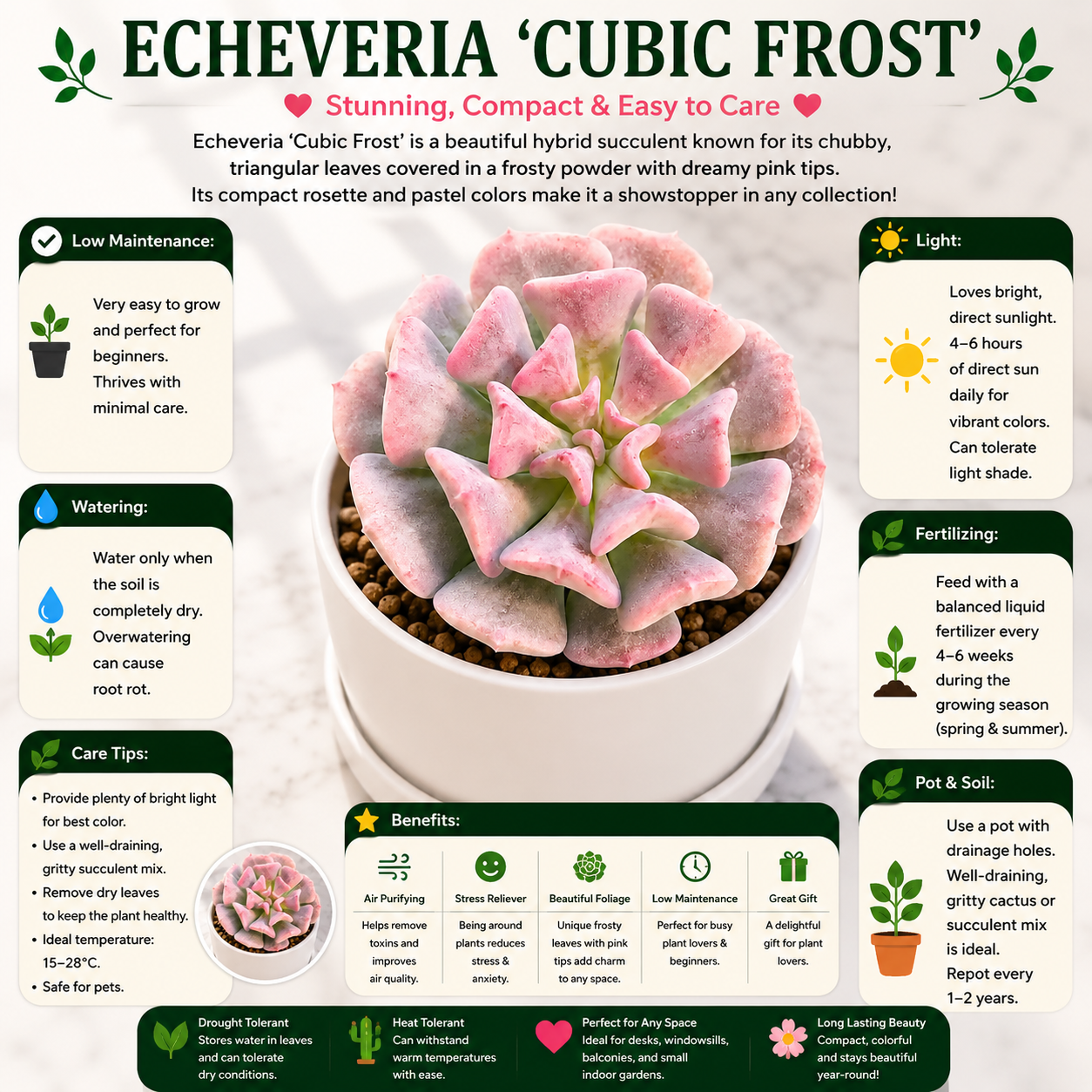 ECHIEVERIA CUBIC FROST