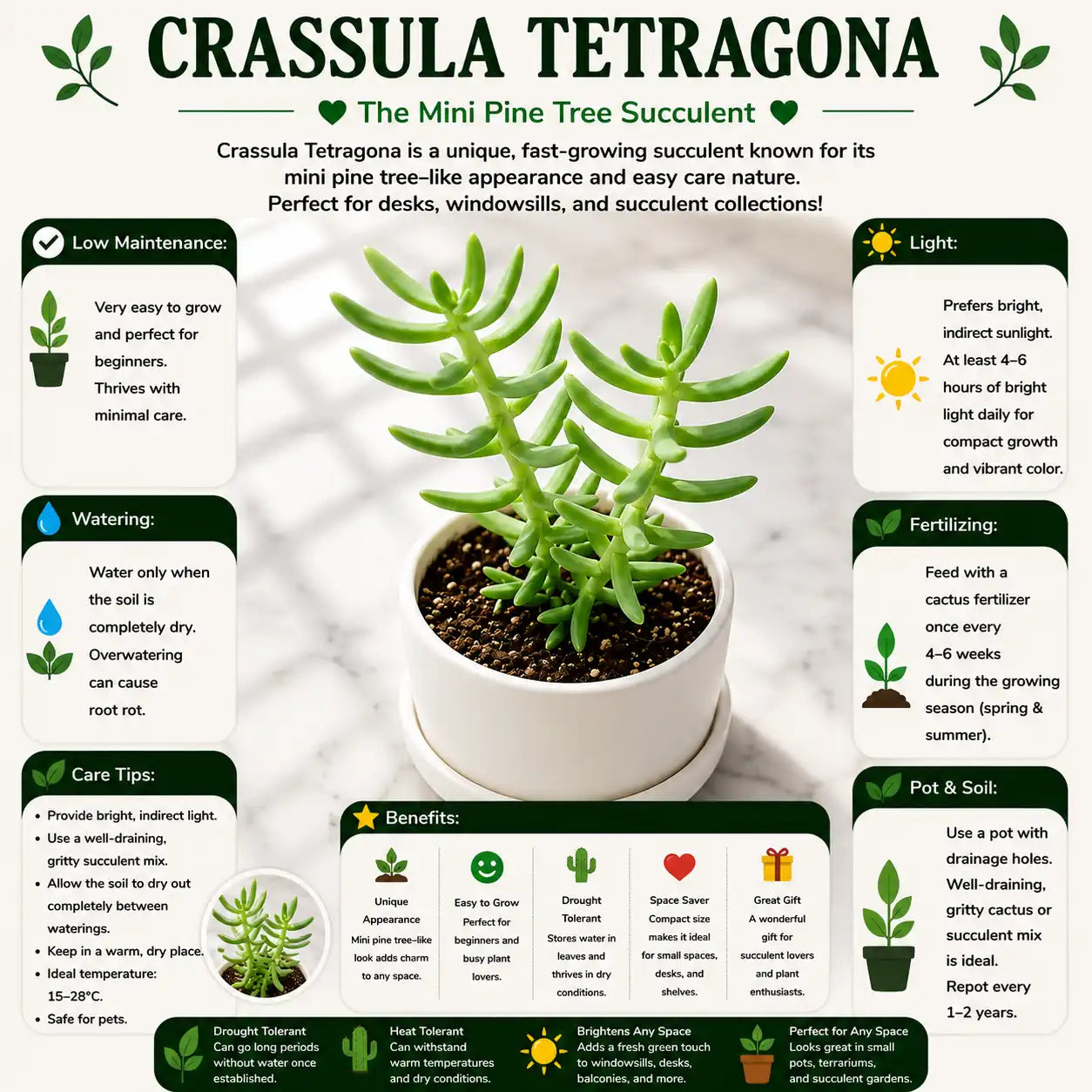 Crassula tetragona