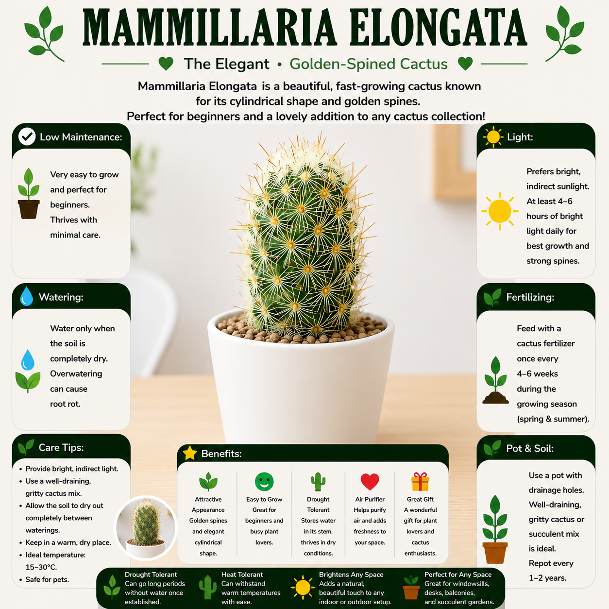 Mammillaria Elongata