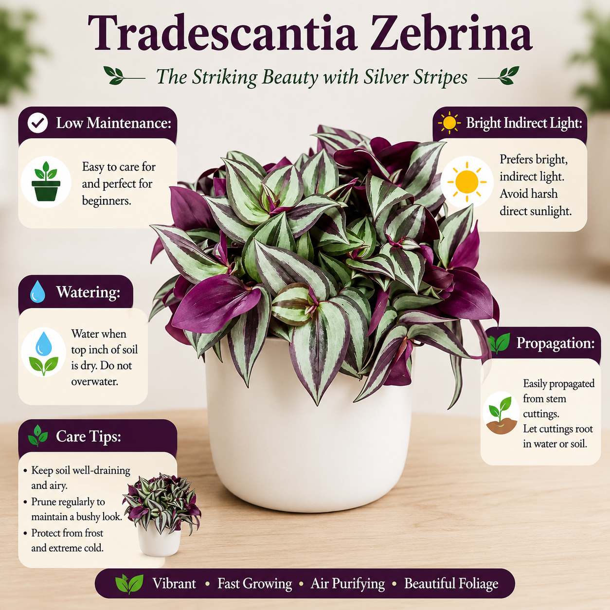 Tradescantia Zebrina