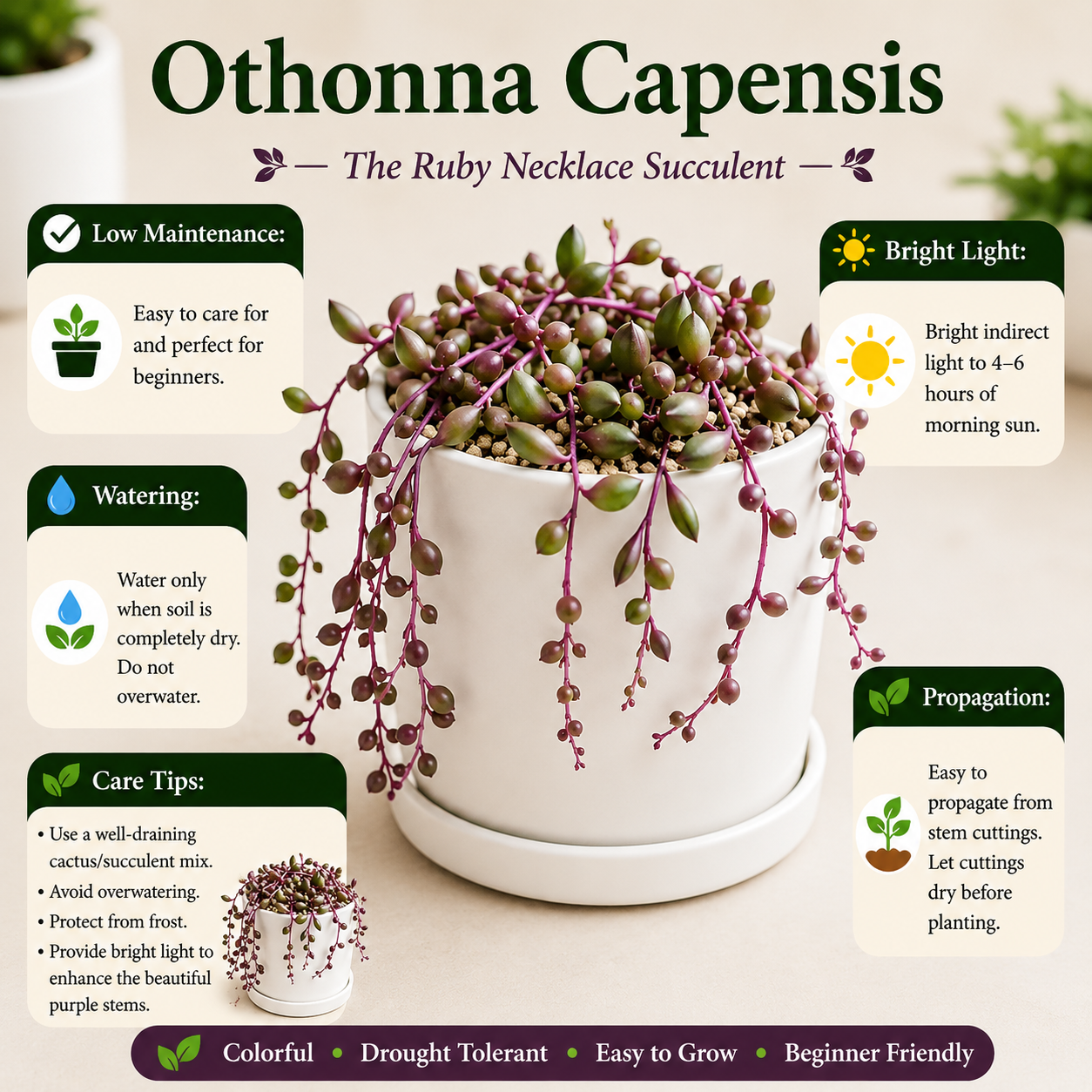 Othonna capensis
