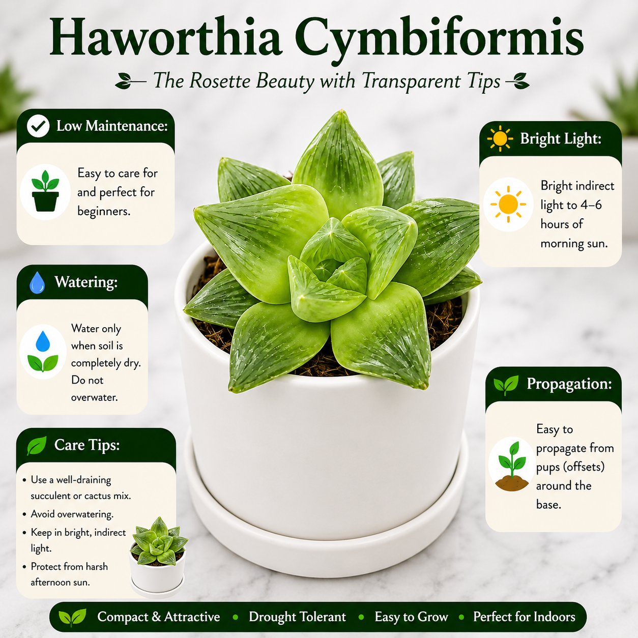 HAWORTHIA CYMBIFORMIS