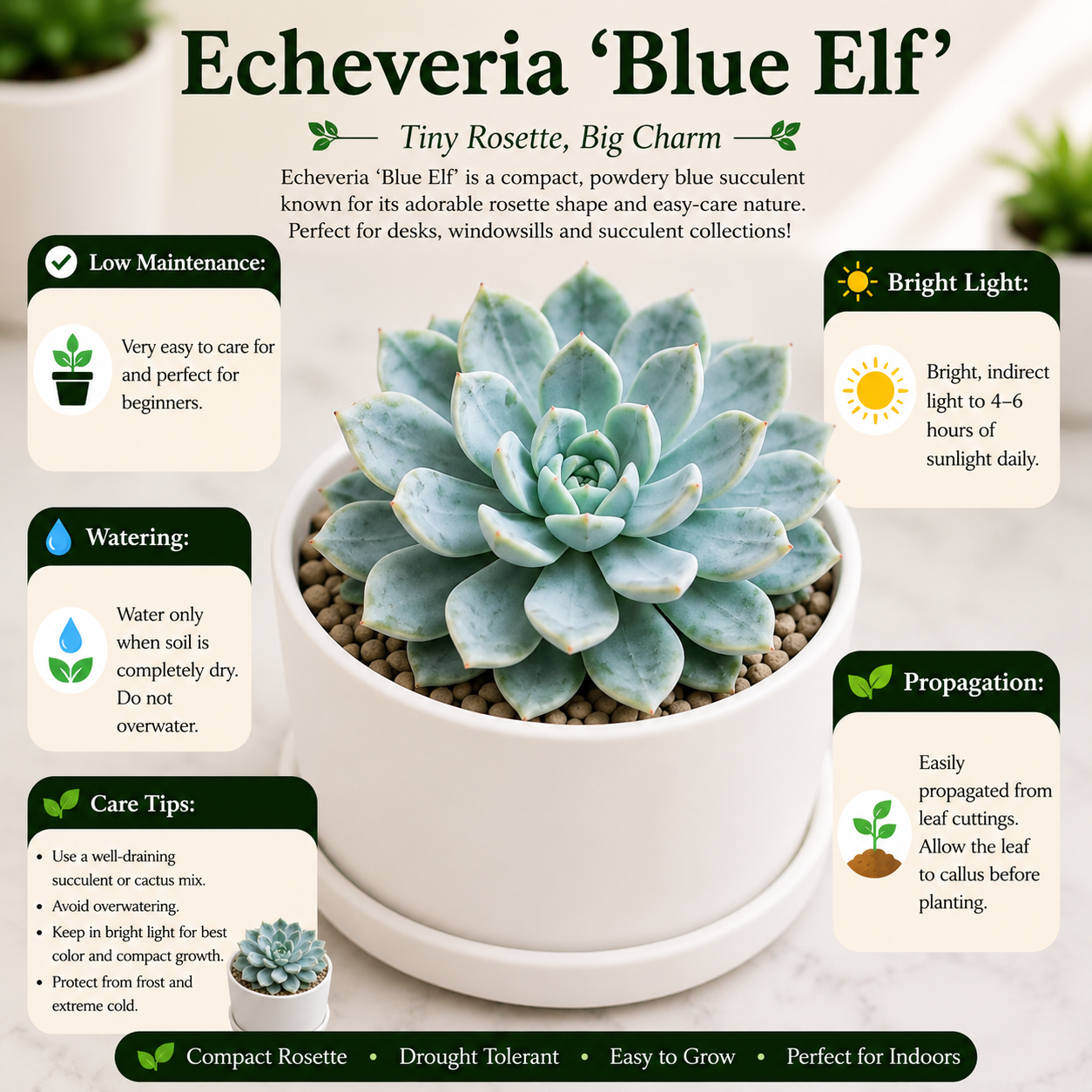 Echeveria Blue Elf